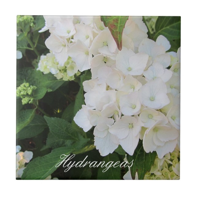 Elegant White Hydrangeas Tile (Front)