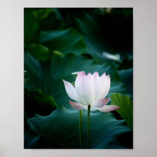 Elegant white Lotus Flower Poster
