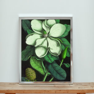 Elegant White Magnolia Flower Photo Print