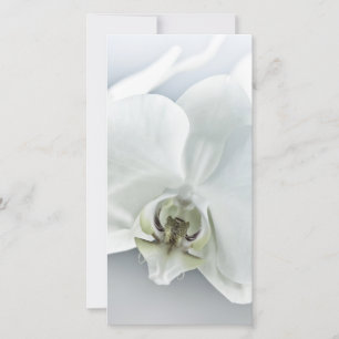 Elegant White Orchid Botanical Art Holiday Card