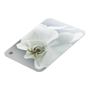 Elegant White Orchid Botanical Art Magnet