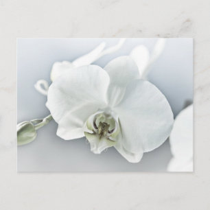 Elegant White Orchid Botanical Art Postcard