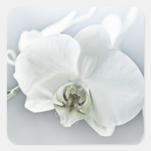 Elegant White Orchid Botanical Art Square Sticker