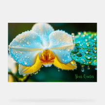 Elegant White Orchid with Water Droplets Botanical