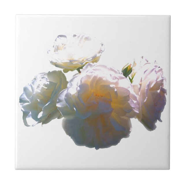 Elegant white peach orange blush roses tile (Front)