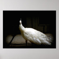 Elegant white peacock vintage bird rustic photo