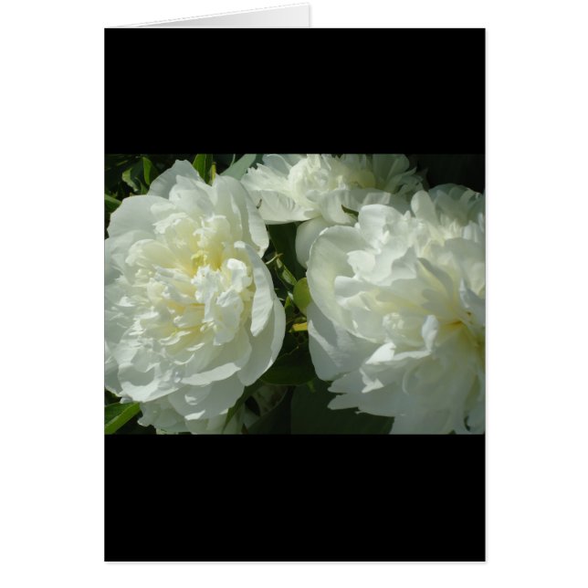 Elegant white peony floral white flower photo (Front)
