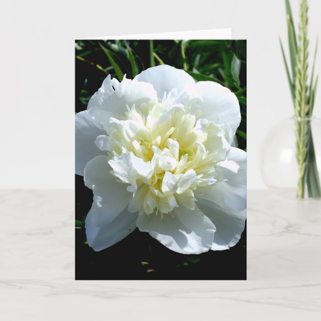 Elegant white peony floral white flower photo card (Front)