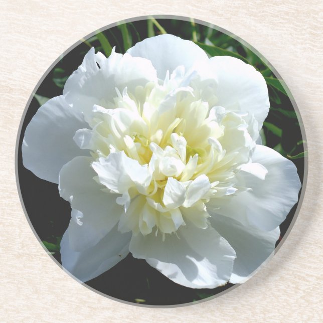 Elegant white peony floral white flower photo coaster (Front)