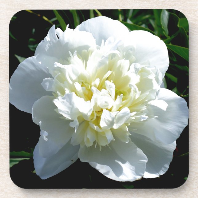 Elegant white peony floral white flower photo coaster (Front)