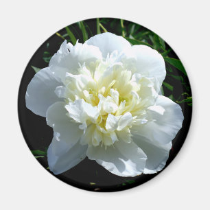 Elegant white peony floral white flower photo magnet