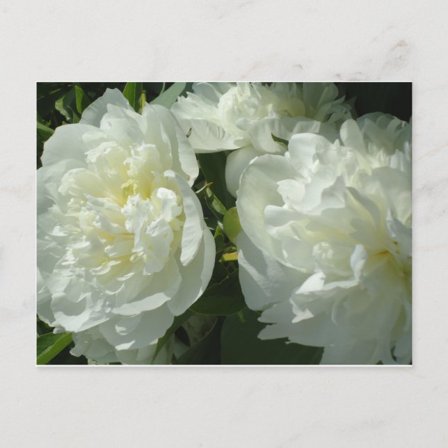 Elegant white peony floral white flower photo postcard (Front)