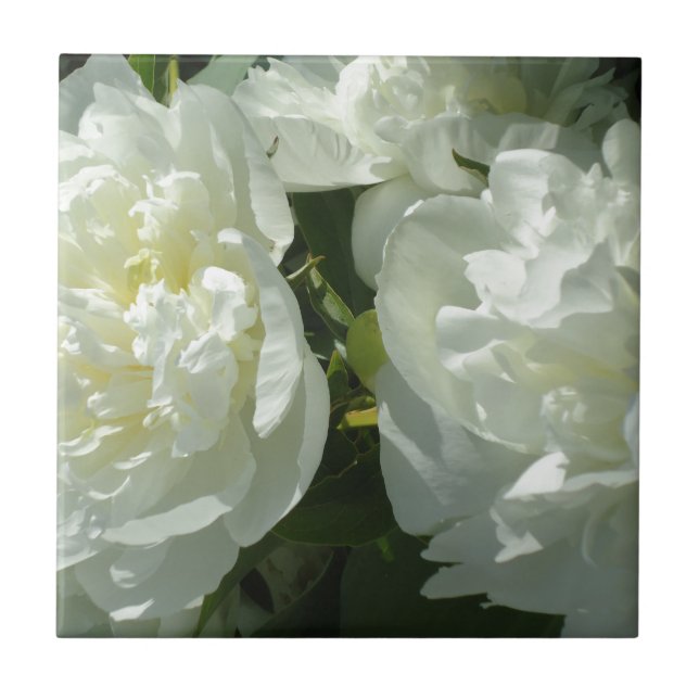 Elegant white peony floral white flower photo tile (Front)