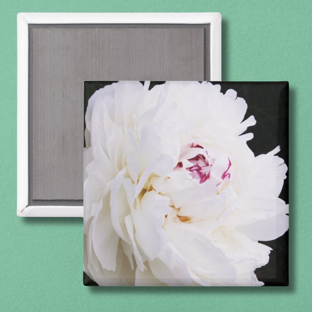 Elegant White Peony With Purple Magnet (Creator Uploaded)