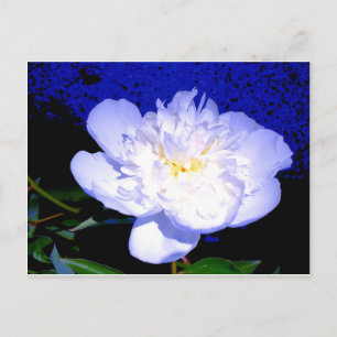 Elegant white purple Peony Postcard