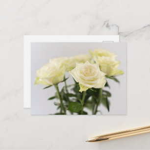 Elegant White Rose Flowers Photograph On Grey Postcard
