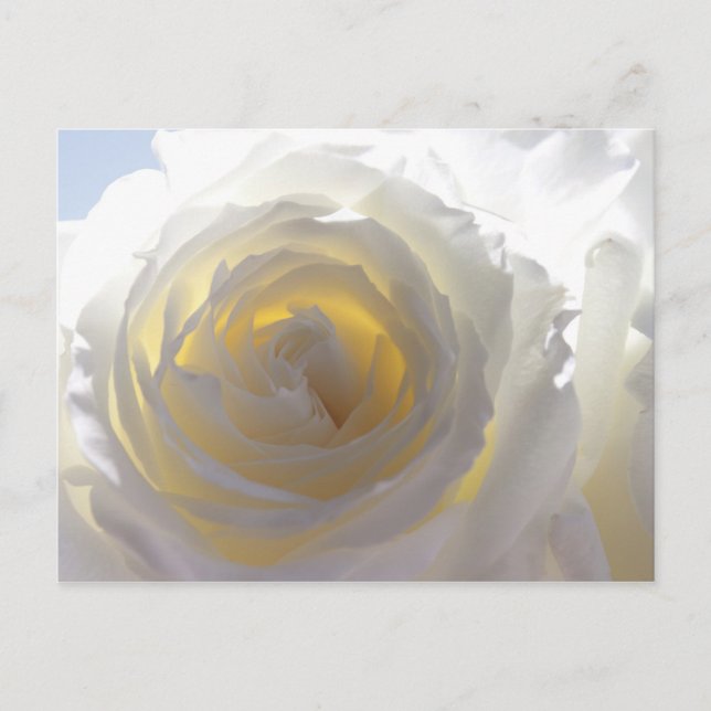 Elegant White Rose Postcard (Front)