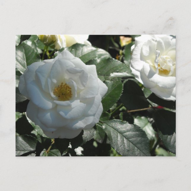 Elegant White Roses Postcard (Front)
