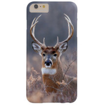 Elegant Whitetail Deer Winter Season Photograph