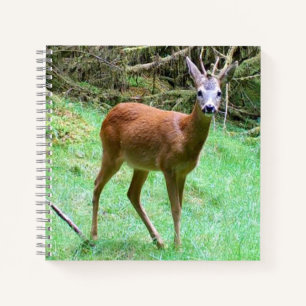 Elegant Woodland Roe Deer Buck Illustration Notebook