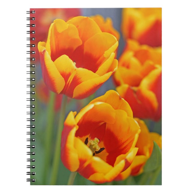 Elegant Yellow and Red Tulip FLower Portrait Notebook (Front)