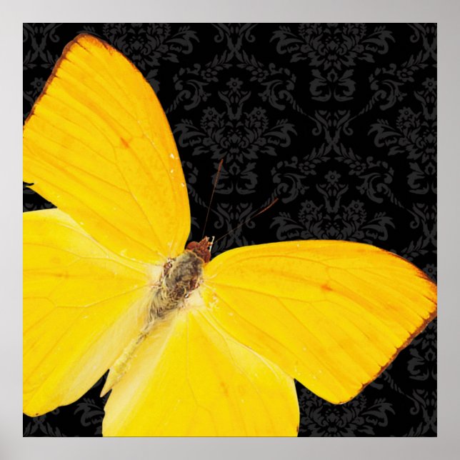 Elegant Yellow Butterfly Black Damask Poster (Front)