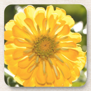 Elegant yellow floral flower daisy coaster