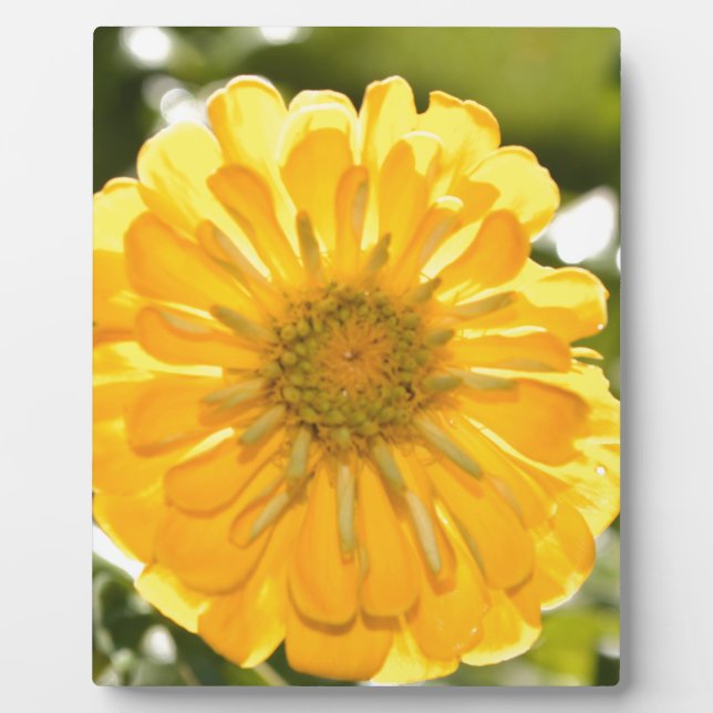 Elegant yellow floral flower daisy plaque (Front)