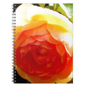 Elegant yellow peach red apricot floral rose notebook