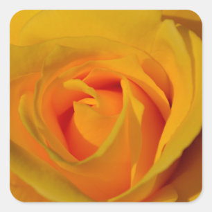 Elegant Yellow Rose photo Square Sticker