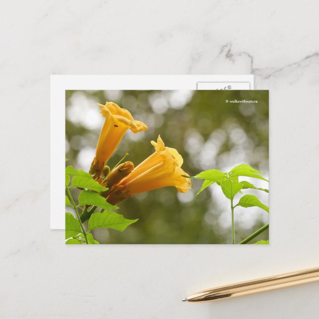 Elegant Yellow Trumpet Vine Flowers Bokeh Postcard (Front/Back In Situ)