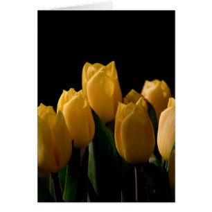 Elegant yellow tulips