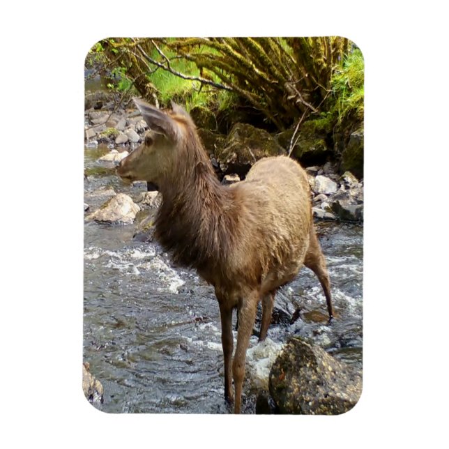 Elegant Young Red Deer Forest Stream Tranquil Magnet (Vertical)