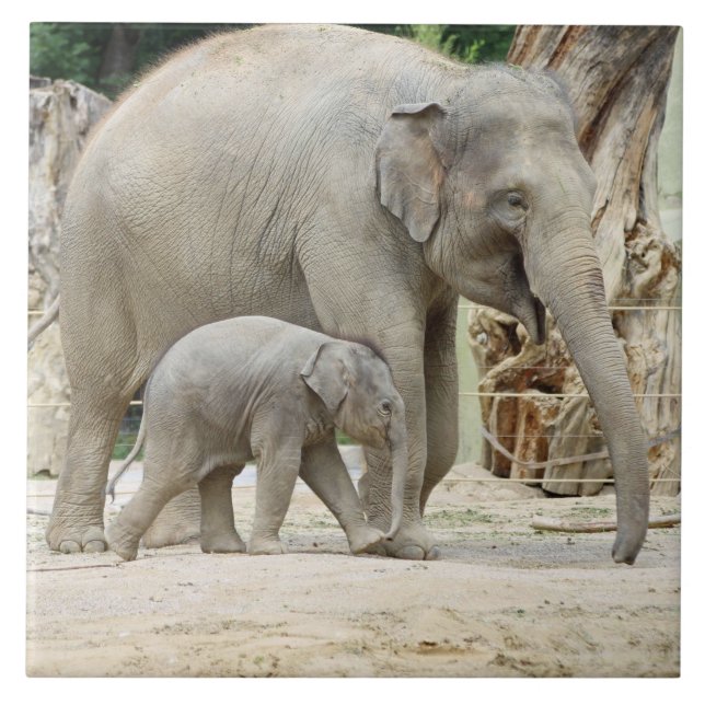 Elephant20151001 Tile (Front)