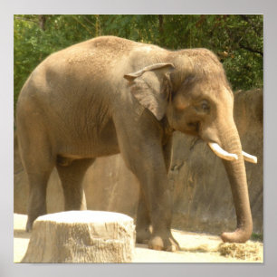 elephant2 poster
