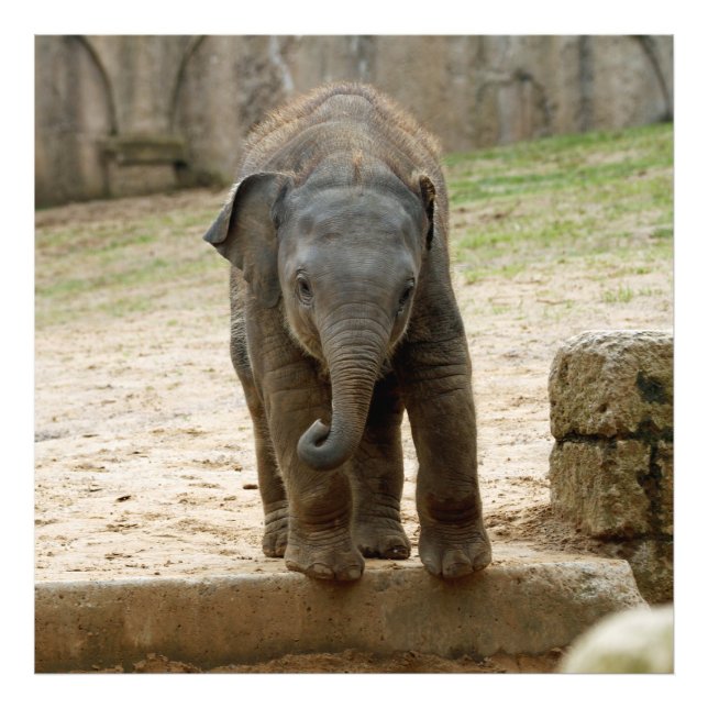 Elephant_20171101_by_JAMFoto Photo Print (Front)