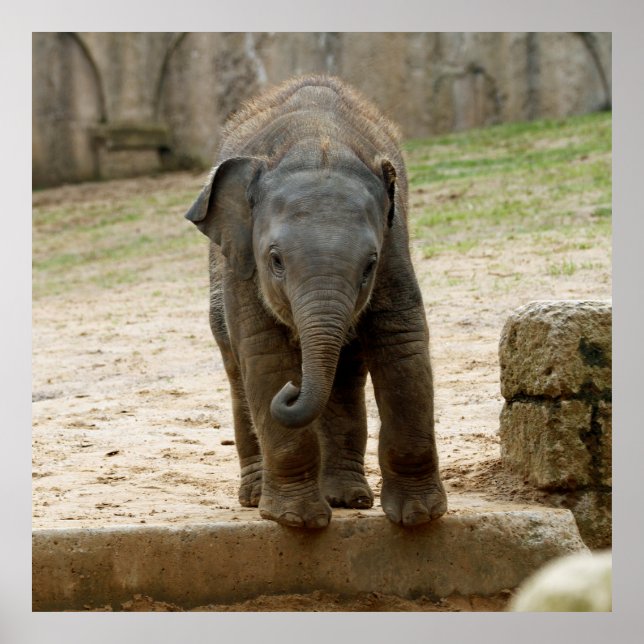 Elephant_20171101_by_JAMFoto Poster (Front)