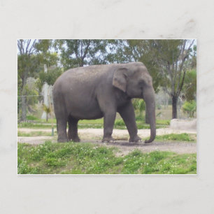 Elephant Along the Forest Trail Postcard