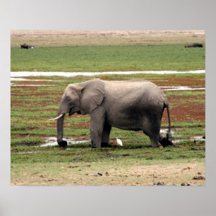 elephant amboseli poster