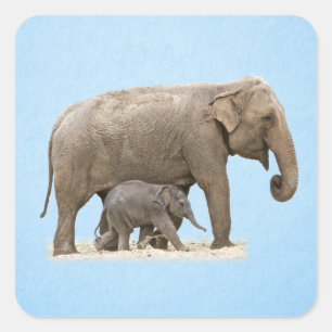 Elephant and baby square sticker