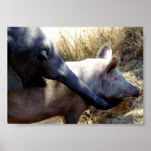 Elephant and Pig in Africa Poster