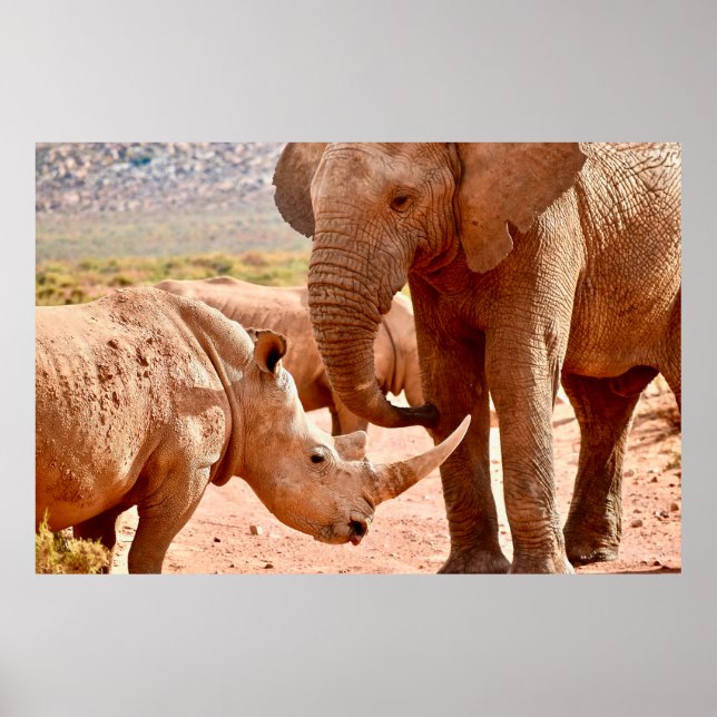 ELEPHANT AND RHINO DON'T LIKE EACH OTHER POSTER (Front)