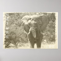 elephant animal pop art picture