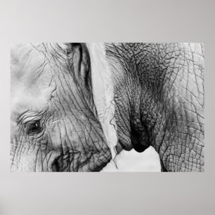 Elephant animal wildlife skin poster