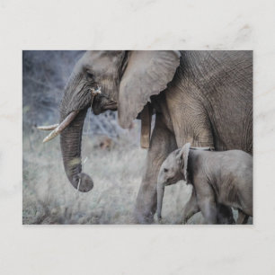 ELEPHANT & BABY POSTCARD
