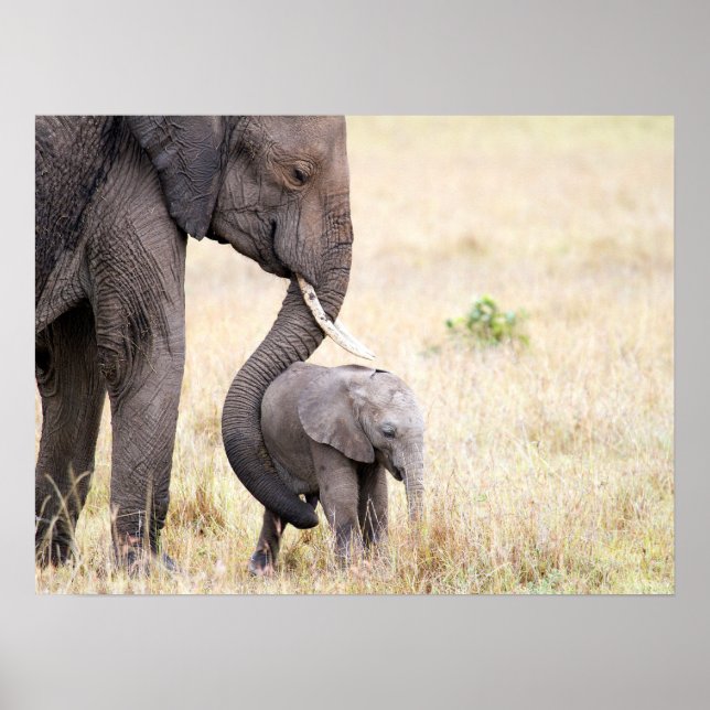 Elephant baby with Motherly love photo Poster (Front)