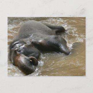 Elephant Bath Day Photo in Thailand Postcard