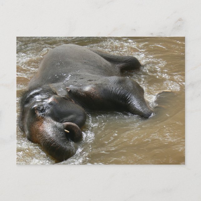 Elephant Bath Day Photo in Thailand Postcard (Front)
