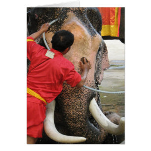 Elephant Bathtime ... Ayutthaya, Thailand Card