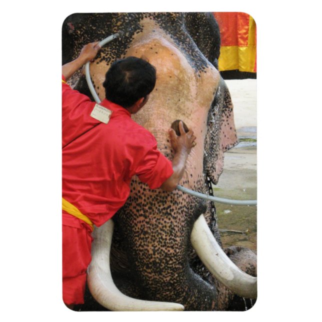 Elephant Bathtime ... Ayutthaya, Thailand Magnet (Vertical)
